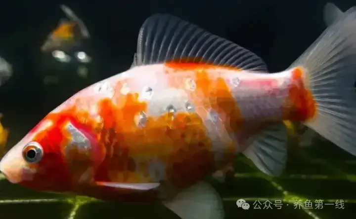 草金鱼(锦鲫)的硬鳞和软鳞 - 知乎
