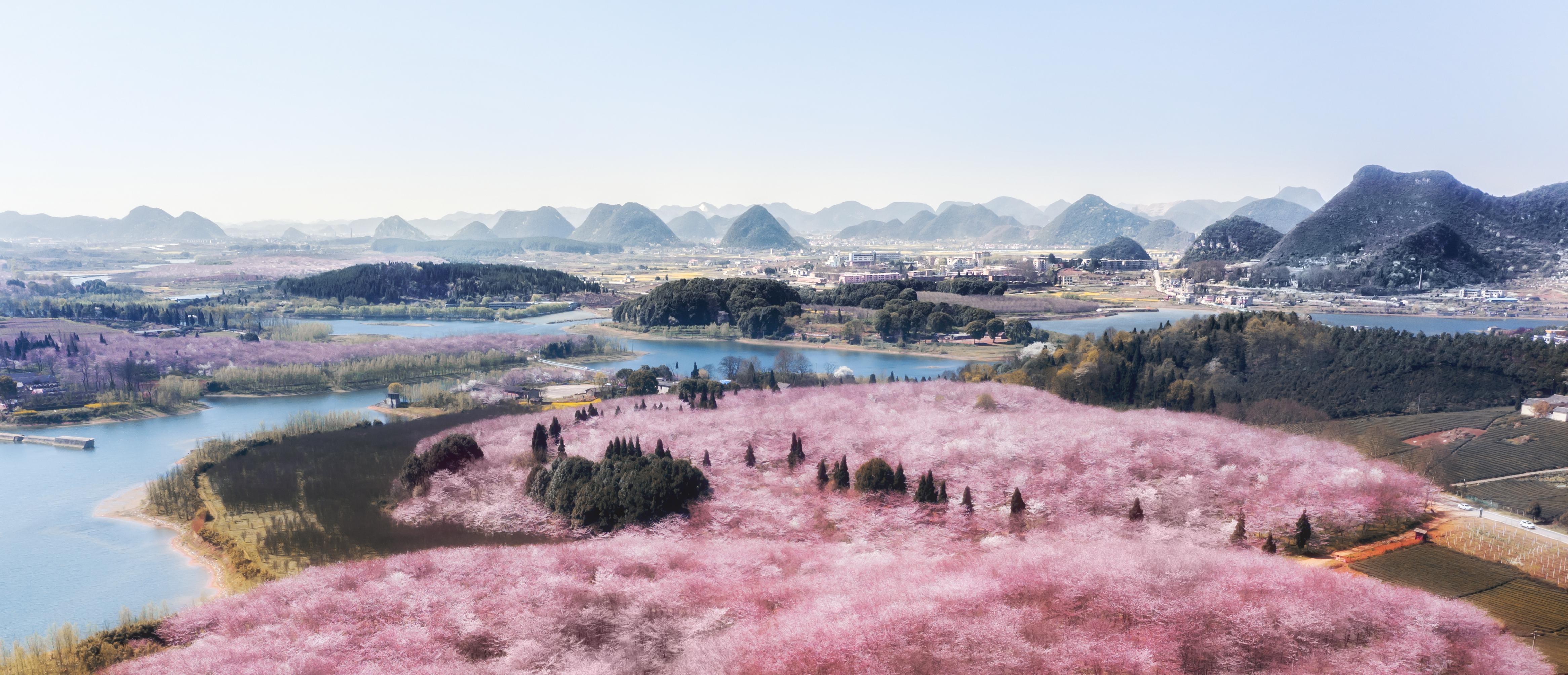 中国红樱花基地图片