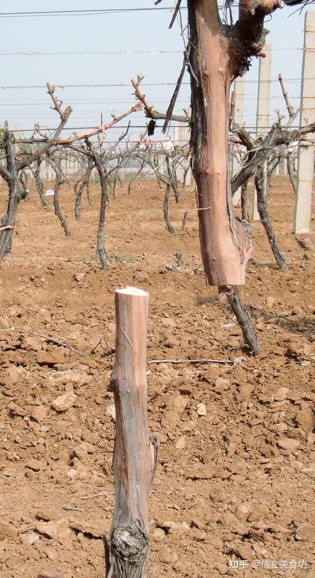 葡萄植株嫁接育苗不会做看看这个就懂了减少病虫害提高亩产益