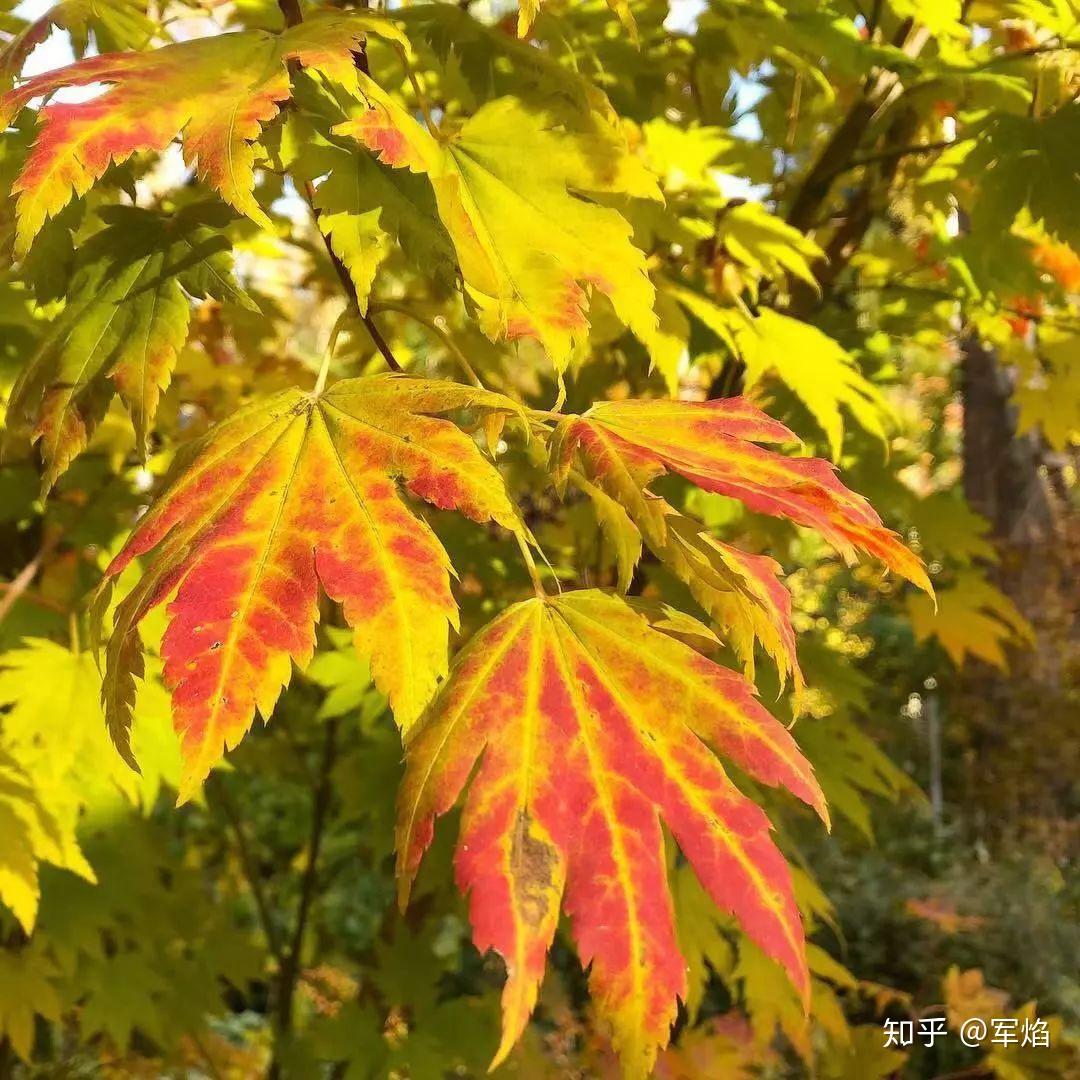 耐寒枫树的首选紫花槭花园植物
