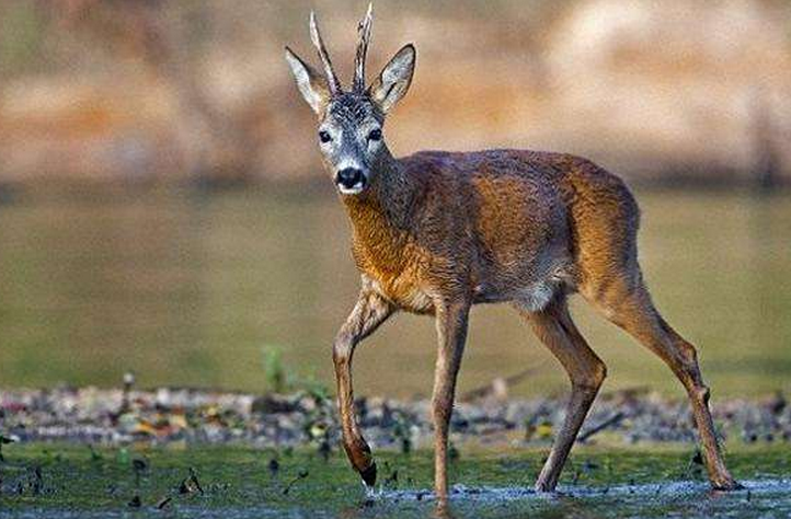 艺术家和ta的香水味vol3与星战银翼杀手颇有渊源的他