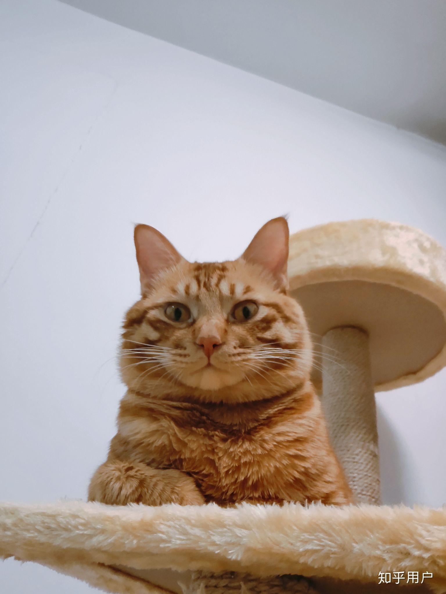 橘猫脸大好还是脸小好