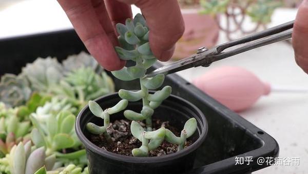 教你砍头扦插繁殖多肉植物多到手抽筋