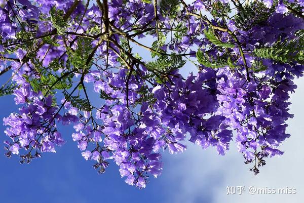 六款全球稀有的观花大乔木 四季春1号 紫荆树赫然在列 知乎