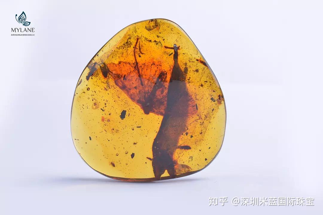 什么是化石什么是琥珀 v2-aca49651f29f4577b5e9a97da19806ea_r.jpg
