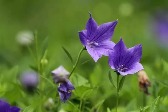 12种紫色开花植物 你钟爱哪一款 知乎