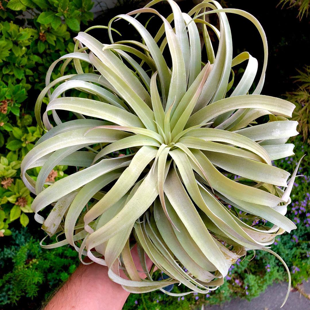 空气凤梨养护全攻略