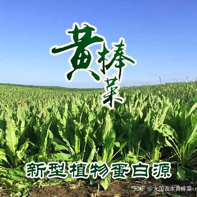 黄棒菜食用价值补维生素c