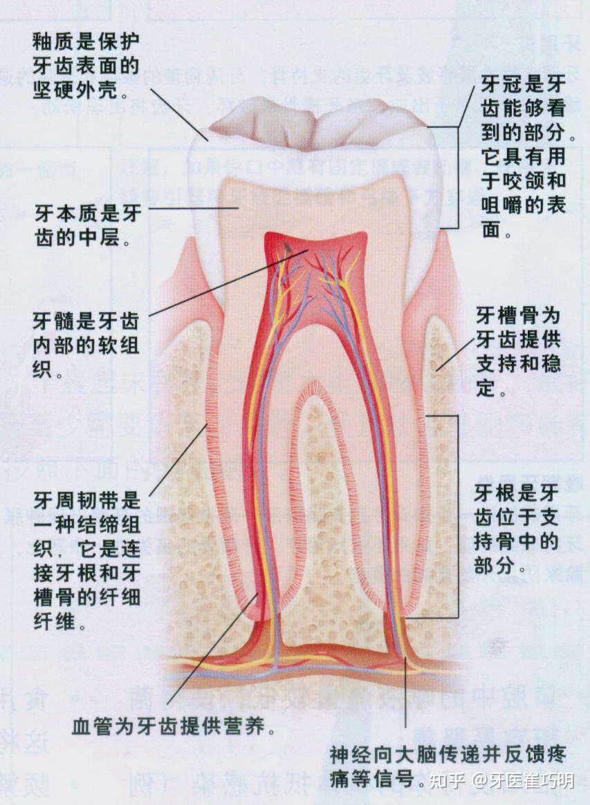 在讲解蛀牙疼痛前大家认真看一下下面这张简单的牙齿的剖面图,以便于