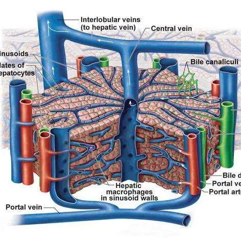 常见指标:alt  ast  alkp  ggt  tbil肝小叶:肝脏的单位每个肝小叶的