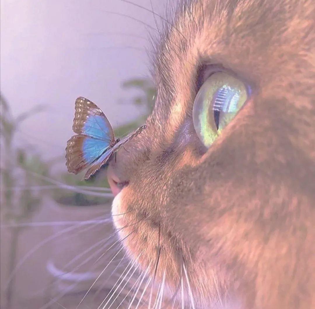 用动物头像的人都很温柔~ - 知乎