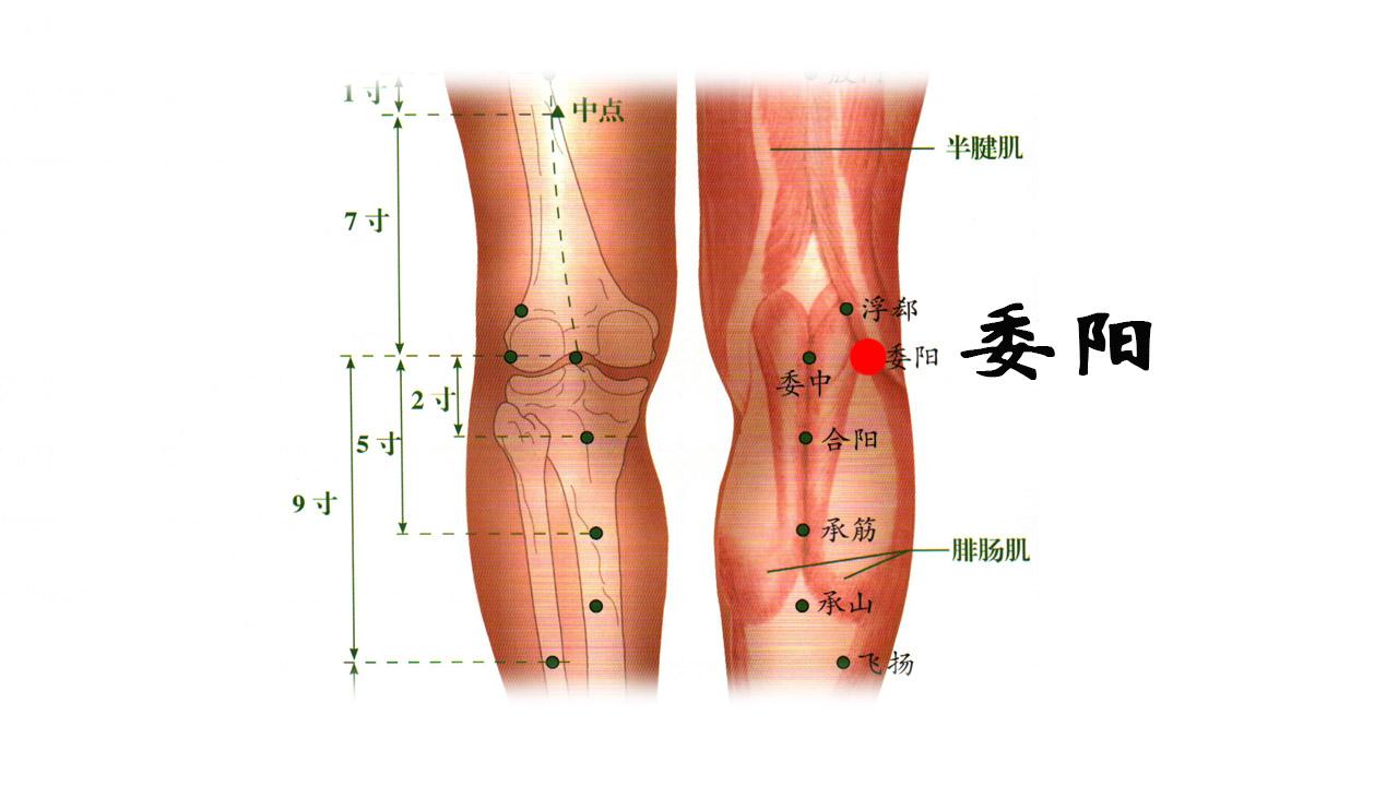 胫骨内上髁位置图片