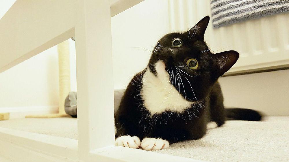眼睛瞪得像铜铃又萌又震惊的黑猫警长