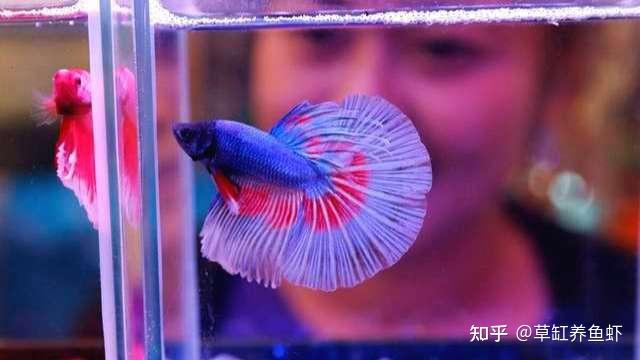 泰國鬥魚怎麼養我說的這8個方面做好給你驚喜不斷