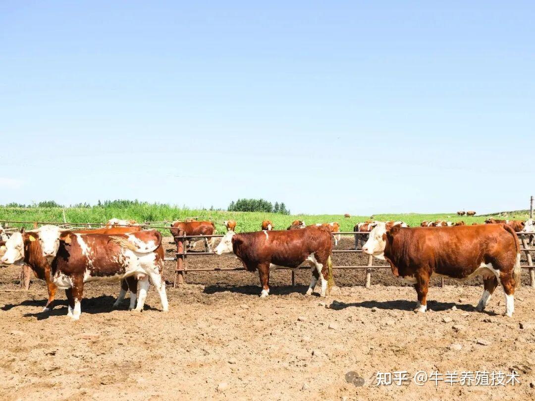 想让基础母牛多产犊、犊牛活得多?这份标准化饲养指南得看! - 知乎