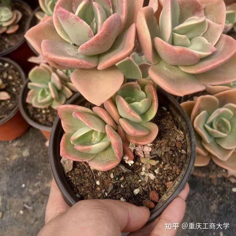 鹤仕,好养好度夏的大型多肉,颜值并不输紫乐淡雪,你看那些喜欢大盆