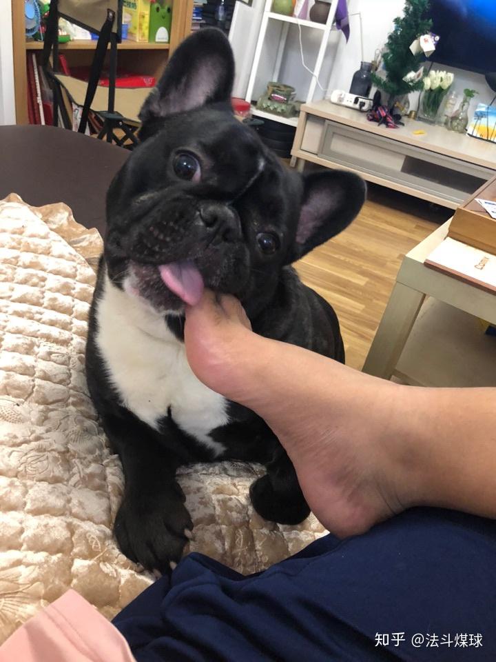 法斗的智商到底有多低?