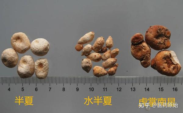带你识别半夏 - 知乎