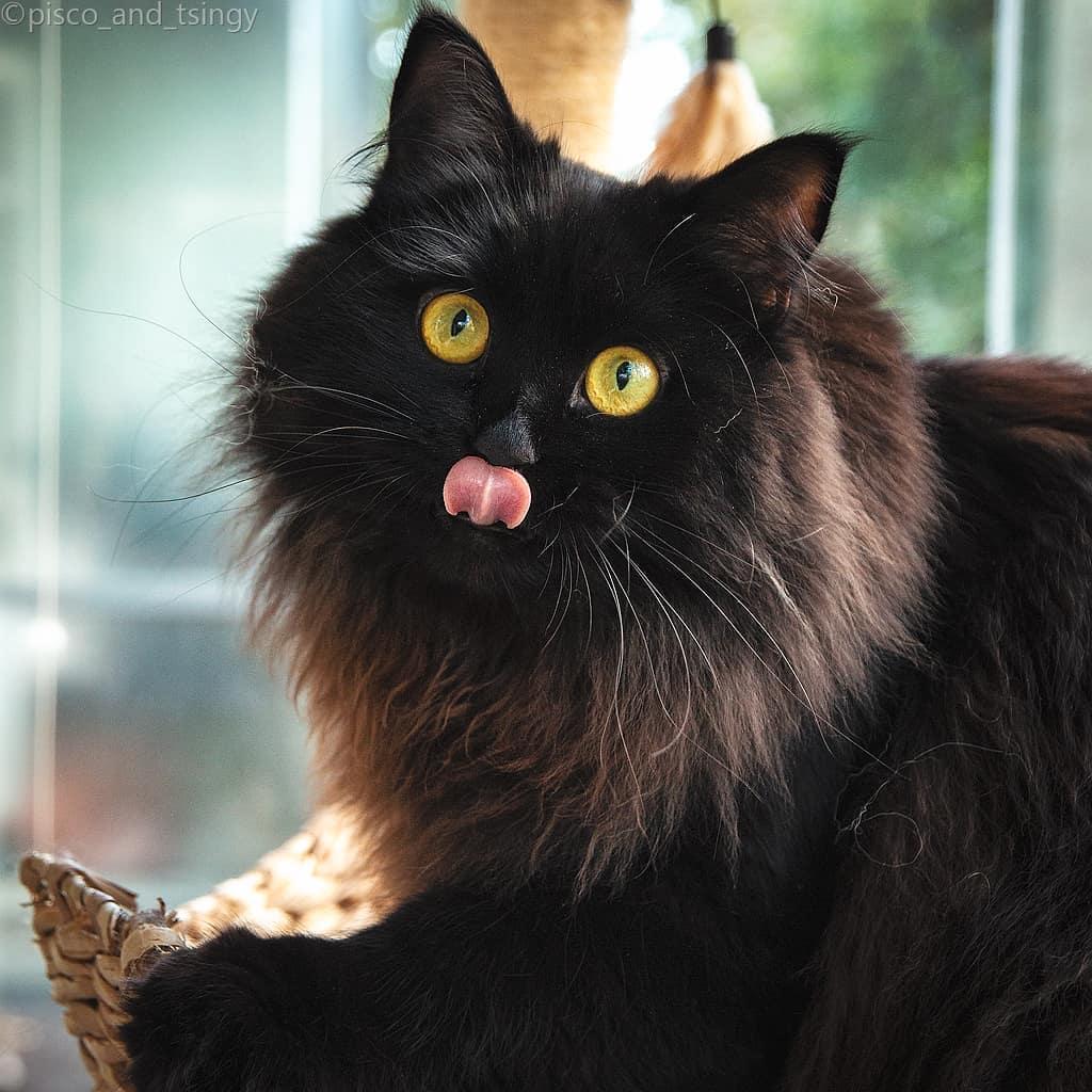 吸猫大会西伯利亚森林猫tsingy