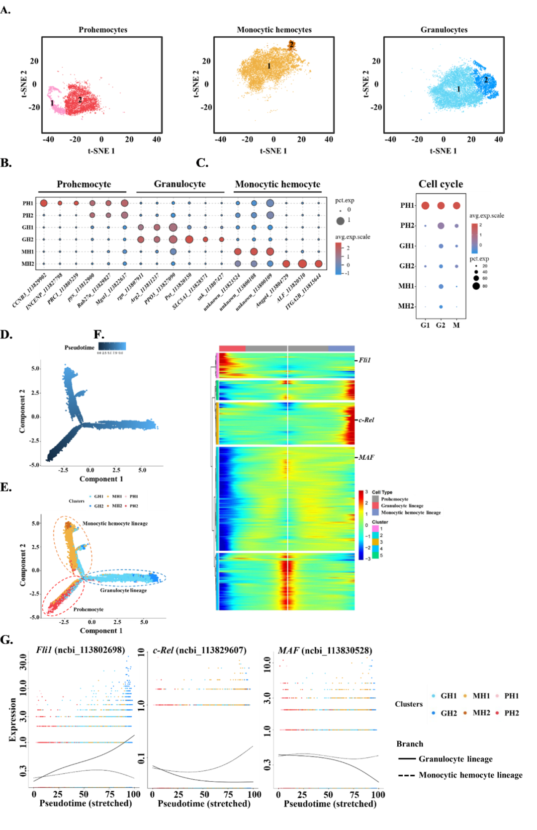 eLife︱汕头大学王帆团队揭示了巨噬细胞在无脊椎动物中的进化 - 知乎