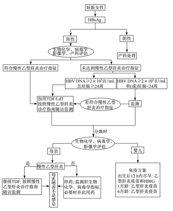 乙型肝炎母嬰傳播以及阻斷要點