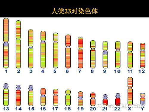 好運健康三代試管夫妻染色體正常為什麼胚胎染色體異常