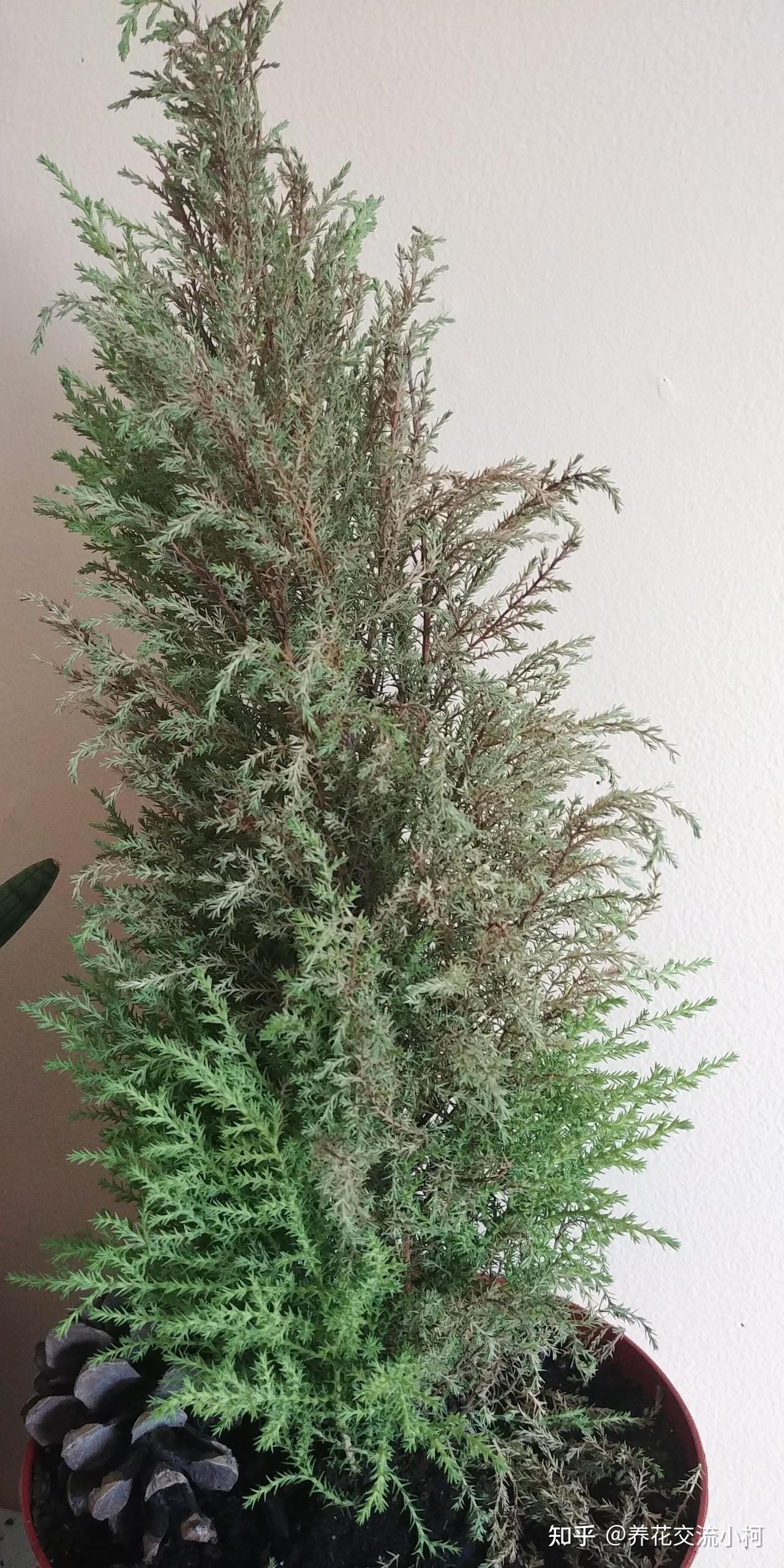 摸一下就有香味的香松，传言能驱蚊，养了后才发现易干枯，难呀！ - 知乎