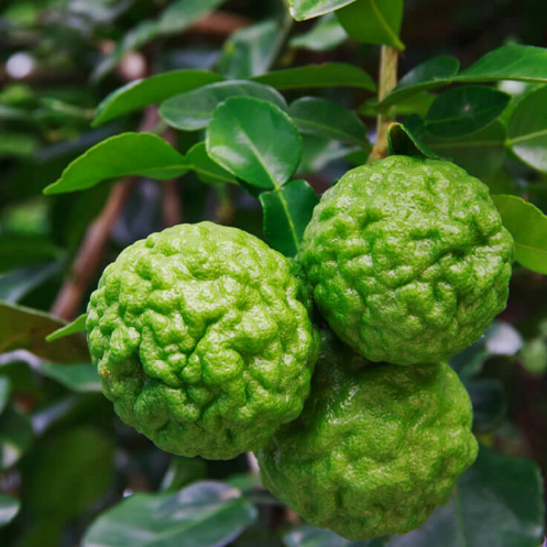 ̩ʣKaffir Lime<br />
<br />
    ͼԴ