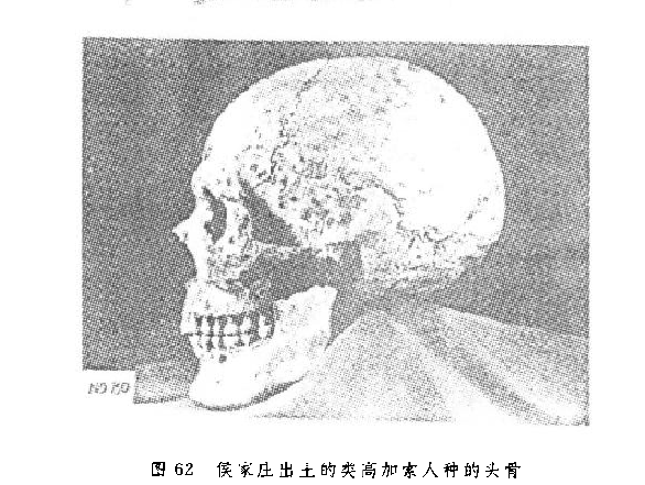 高加索女性头骨图片