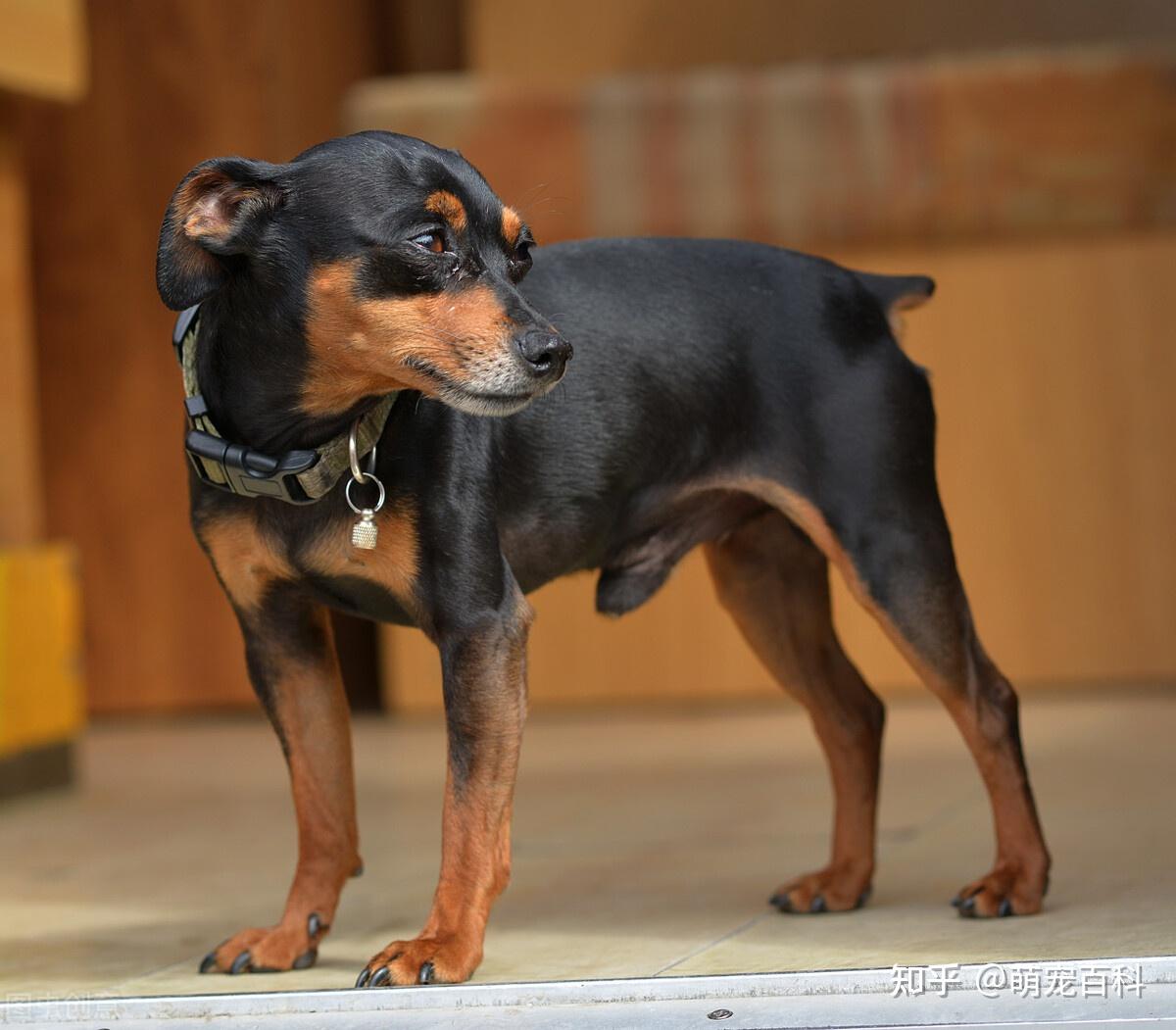 这几种小型犬可不是白眼狼,给它一口吃的,就会跟你一辈子