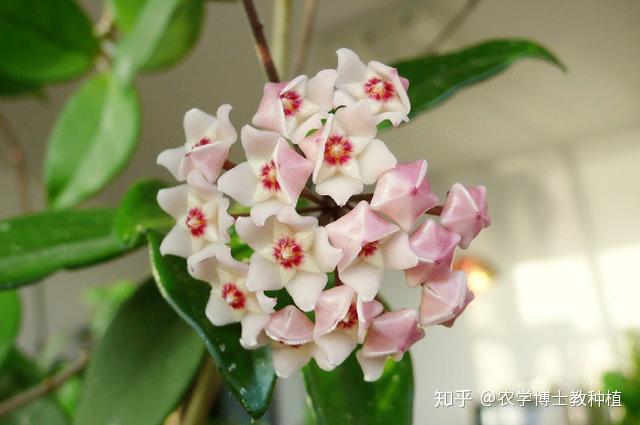 球兰,花朵似球形,小巧玲珑,掌握养护技巧,花开多又美 - 知乎