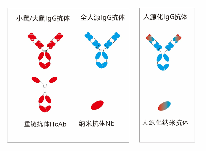 双特异抗体先导抗体发现解决方案 - 知乎