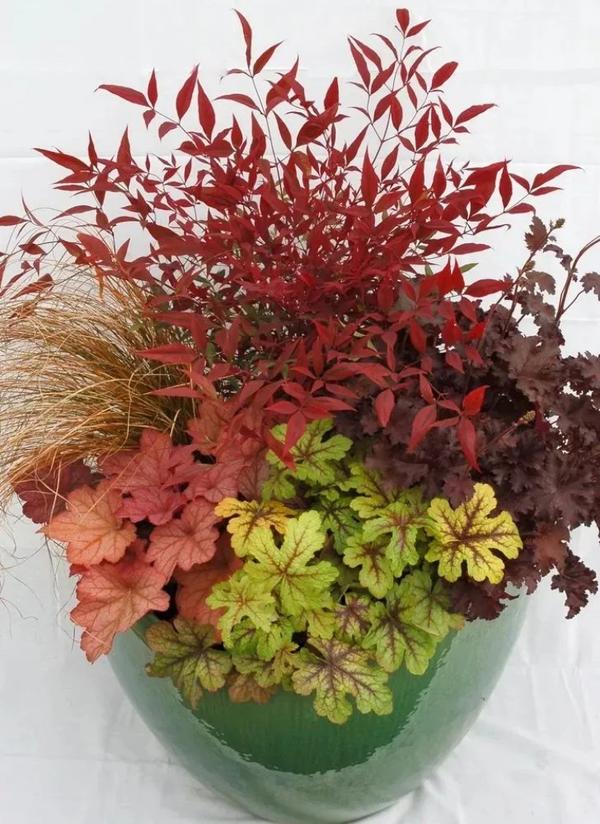 100种观叶植物 | No.22 南天竹养护攻略 - 知乎