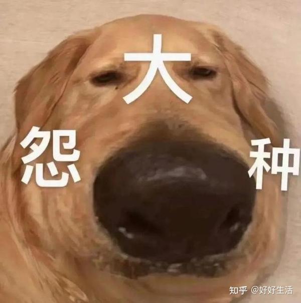 狗狗“半夜”狂叫,这6大原因,你可别再忽视了! - 知乎