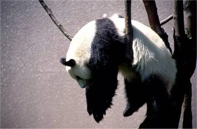 照片最清晰的未知生物,未解之谜真的无解吗?(ps导出什么最清晰)