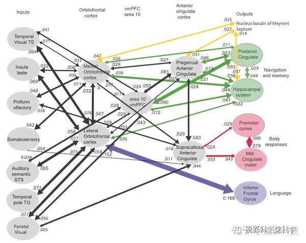 人类眶额皮层、vmPFC和前扣带回的有效连接:情绪、记忆和行动 - 知乎