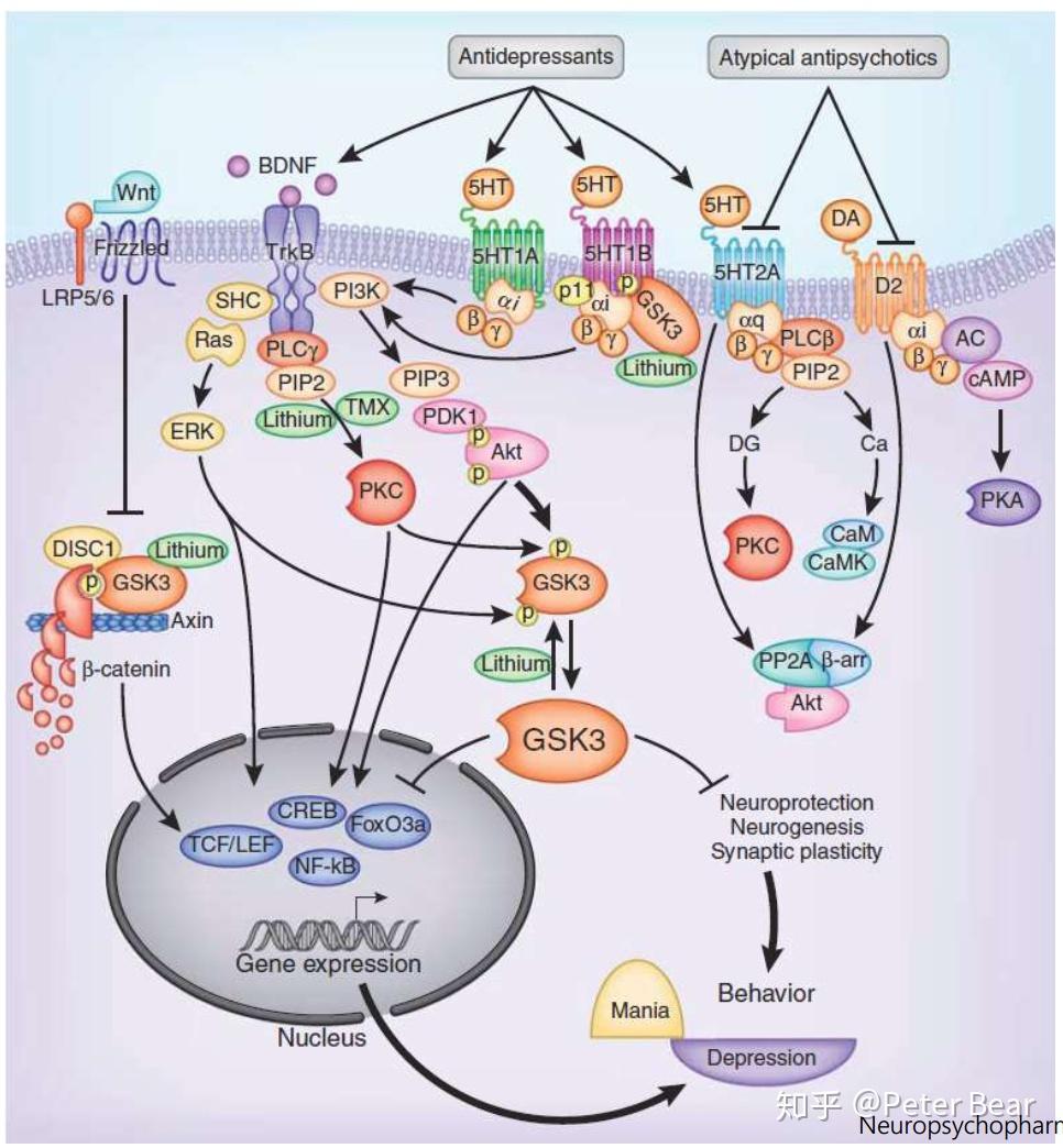 药剂师学习笔记之躁郁症bipolardisorder