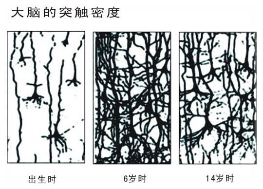 附图:大脑突触密度演变而随着此种独一无二的"幼态持续"及至青春期