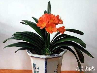 18种“旺财”的绿植,放对位置,改变房间风水