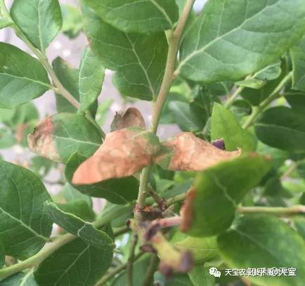 蓝莓干叶问题严重怎么办