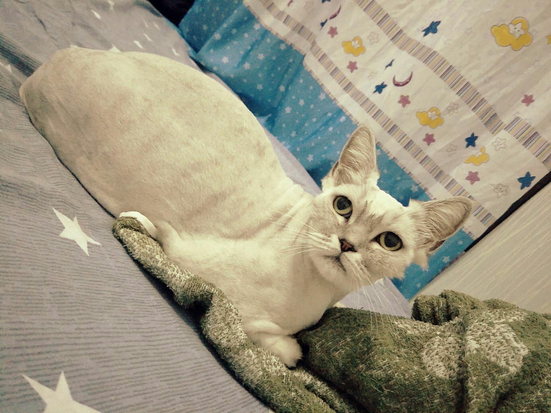 猫知道自己长得好看吗?