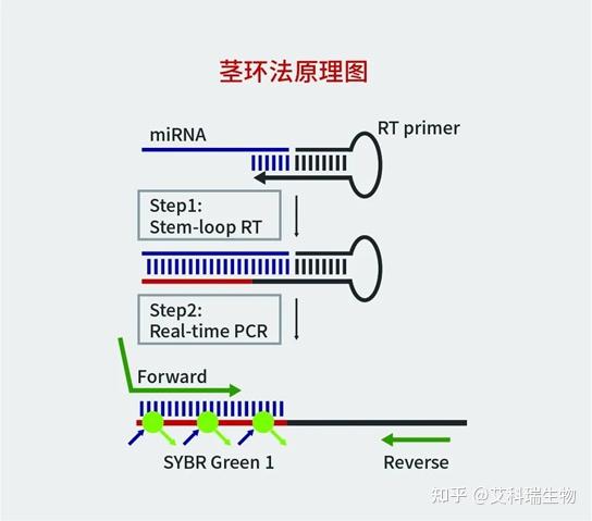 不懂就问，MicroRNA究竟如何检测？ - 知乎