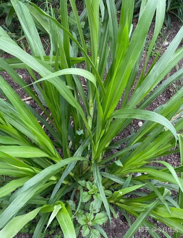 金牧粮草获得中华人民共和国国家版权局"知识产权"重