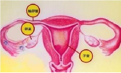 患有子宫附件囊肿有什么症状 知乎