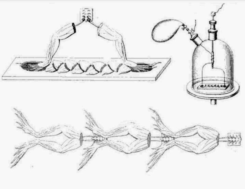 伽伐尼和伏打因为青蛙腿里面究竟有没电吵得不可开交,最终试验结果