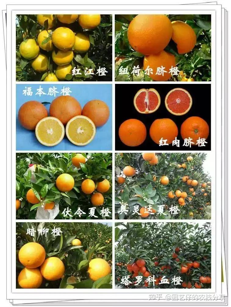 这31种柑橘你都见过吗?全认识的都是大佬 - 知乎
