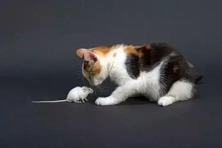 我家猫的尾巴怎么像猪尾巴?兽医:这是万里挑一的麒麟猫!
