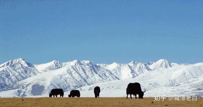 高原的土著——牦牛