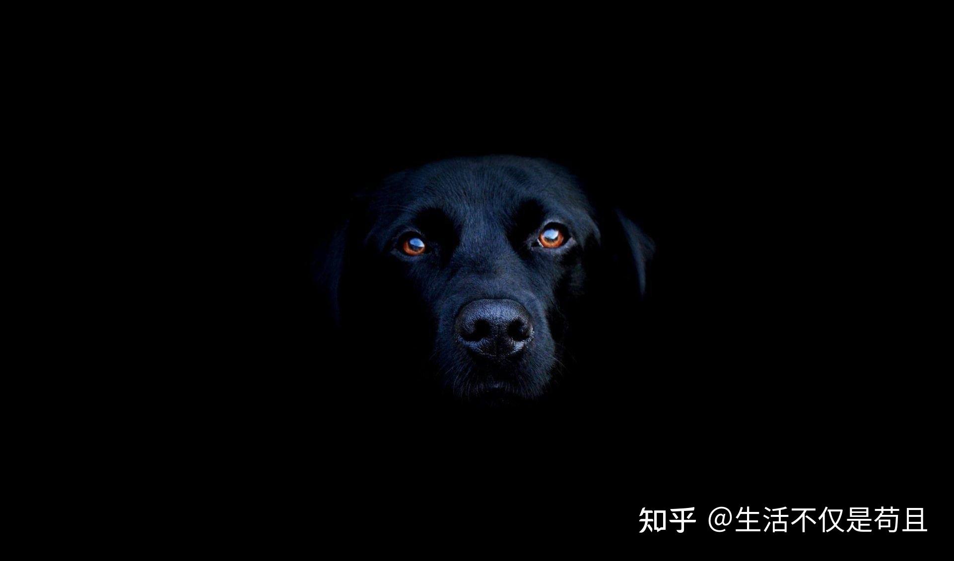 黑狗在晚上那叫一个可怕,关灯后,稍不注意看到两只发光的眼睛,就算养
