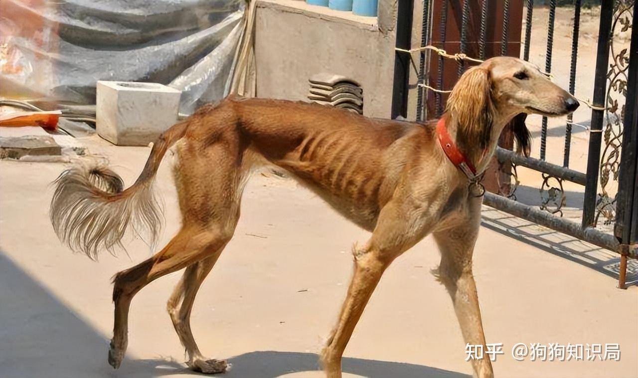 为什么越来越多人喜欢养细狗网友养过才发现有多好